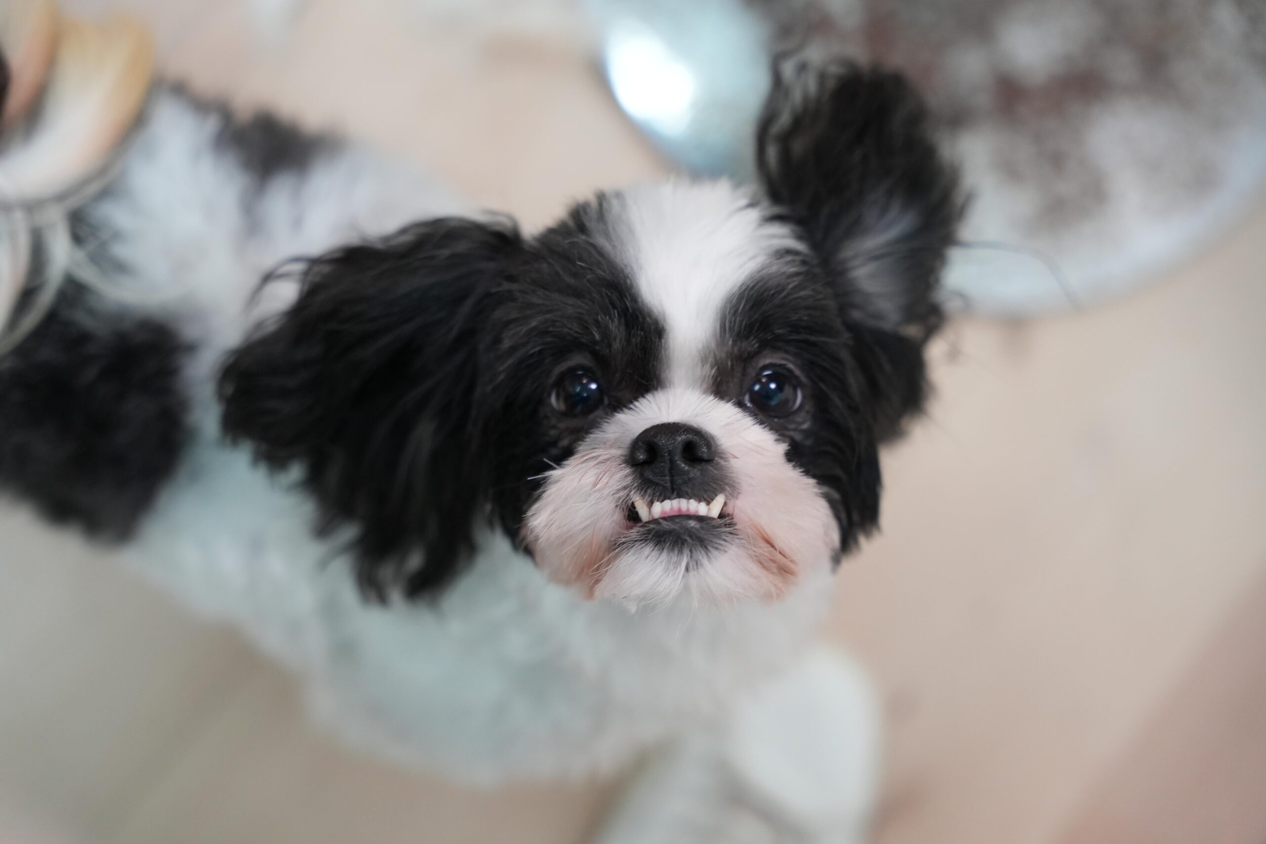 Dog looking at camera