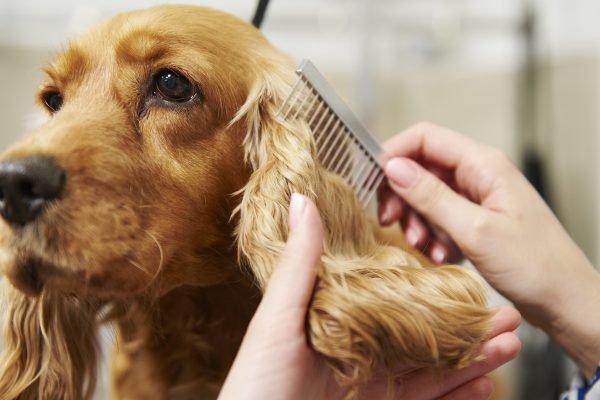 Hands of female groomer combing cocker spaniels ear at dog grooming salon