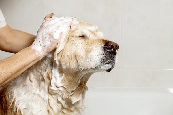 dog-grooming-1