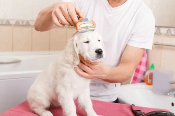 grooming-dog-home